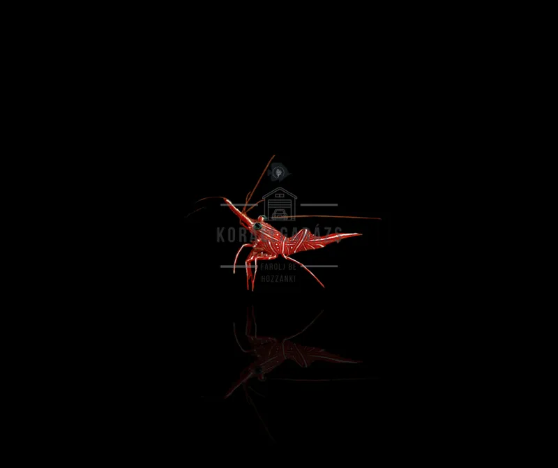 Rhynchocinetes Uritai